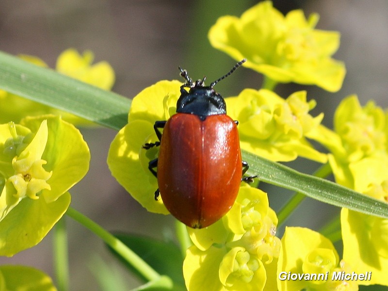 Chrysomelidae: Chrysomela populi